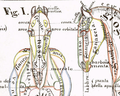 Hippographyometry: Partial division of the horse and direction of its limbs | 1832