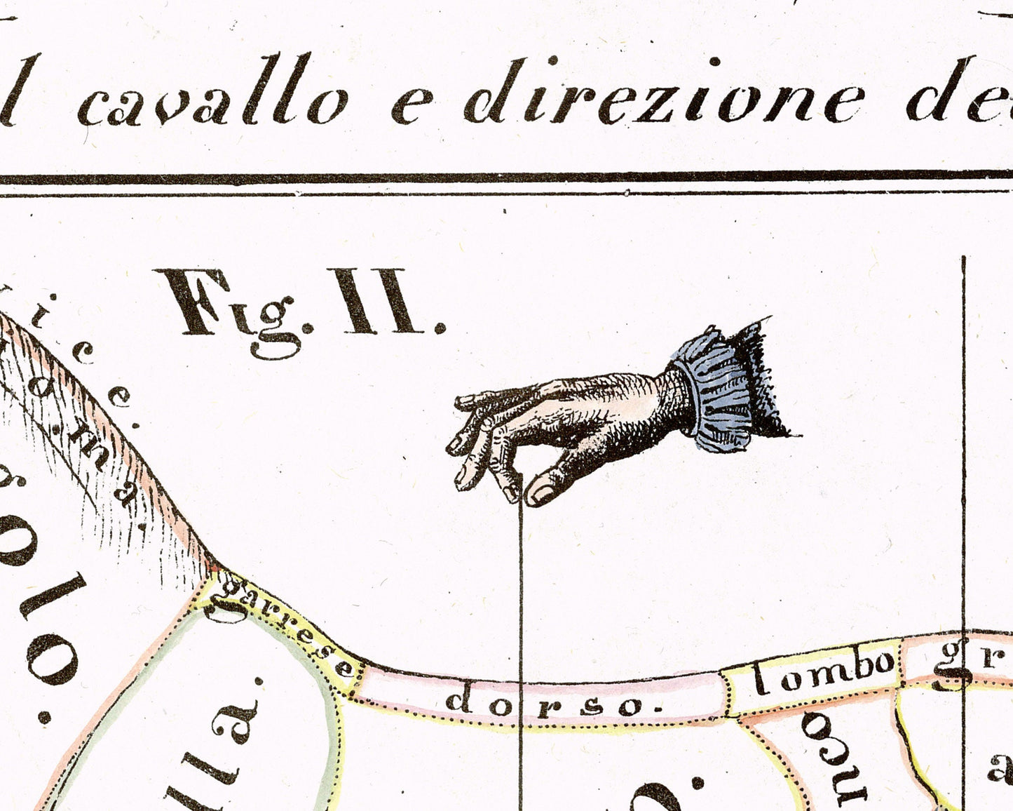 Hippographyometry: Partial division of the horse and direction of its limbs | 1832