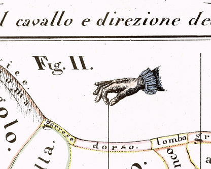 Hippographyometry: Partial division of the horse and direction of its limbs | 1832