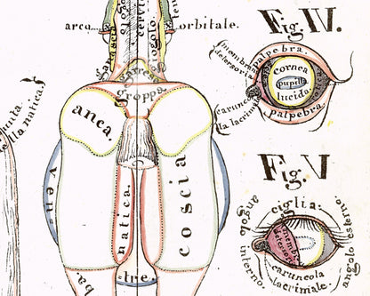 Hippographyometry: Partial division of the horse and direction of its limbs | 1832