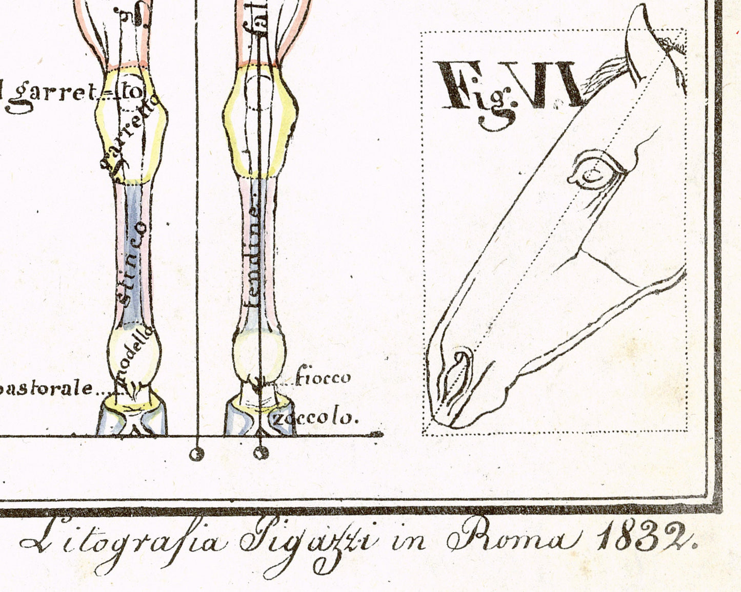 Hippographyometry: Partial division of the horse and direction of its limbs | 1832