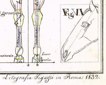 Hippographyometry: Partial division of the horse and direction of its limbs | 1832