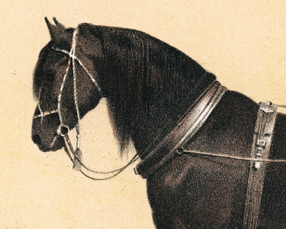 Horse and Dog Friends | Volkers | 1880