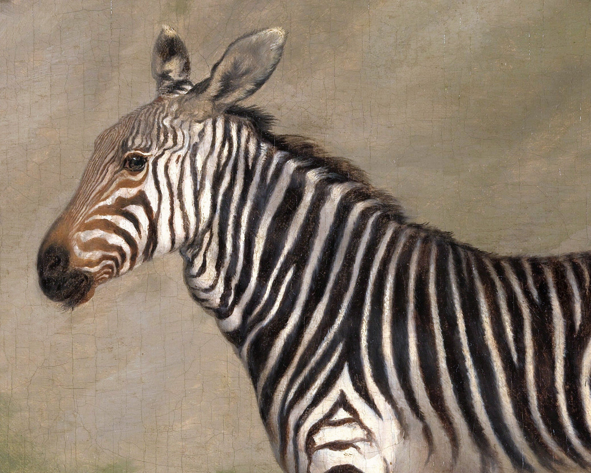 Zebra | 1803