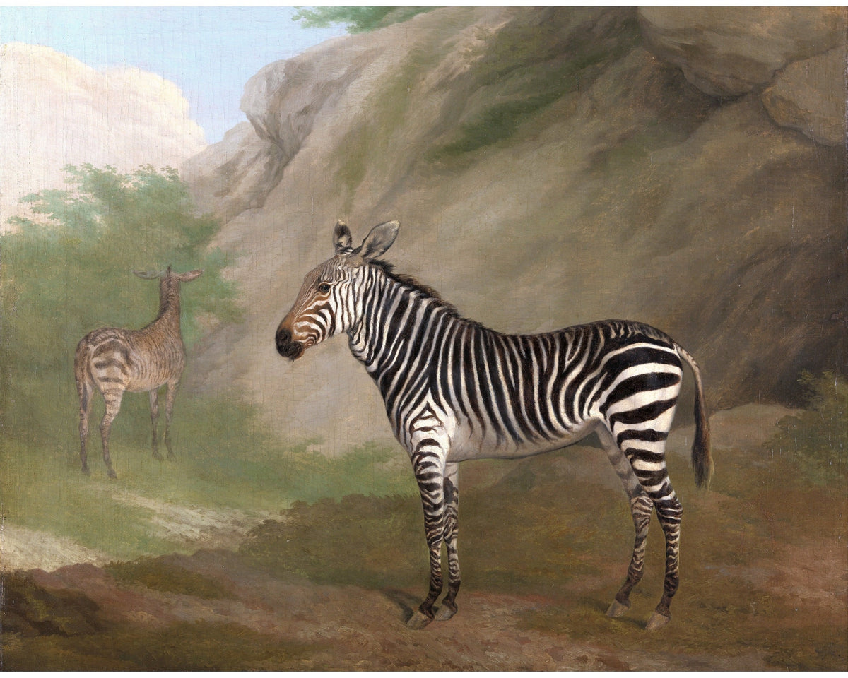 Zebra | 1803