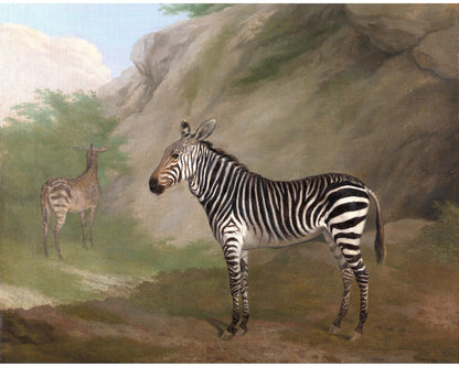Zebra | 1803