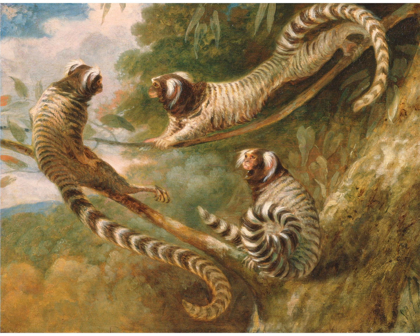 A Marmoset in 3 Attitudes | 1793