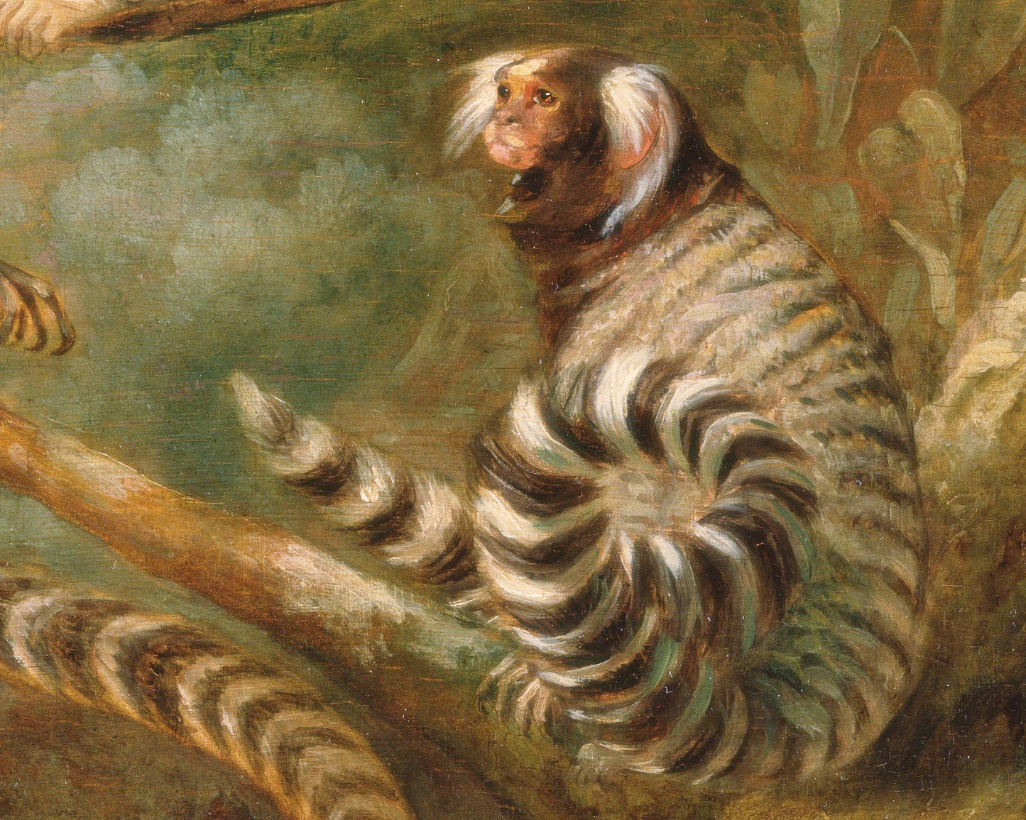 A Marmoset in 3 Attitudes | 1793