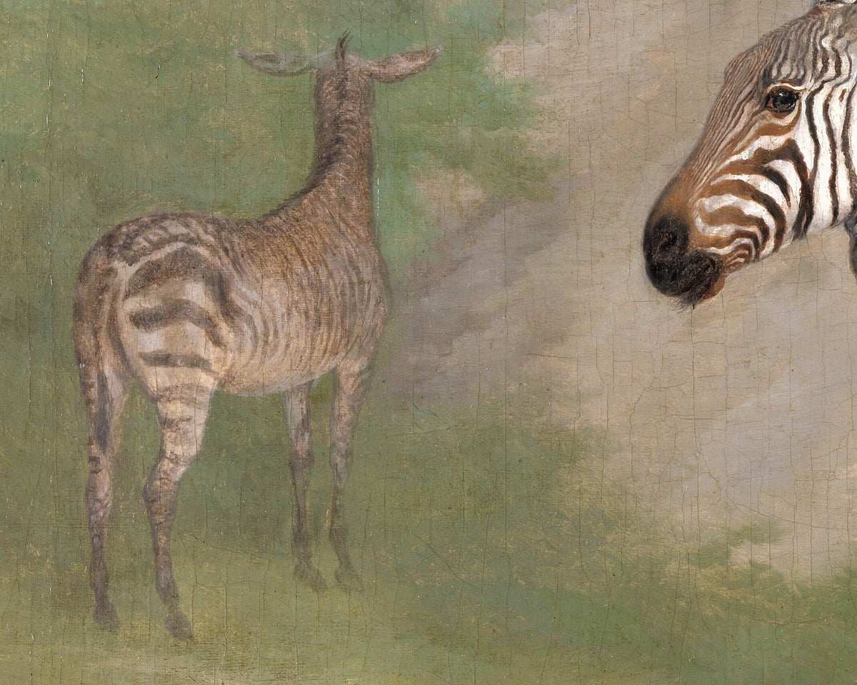 Zebra | 1803