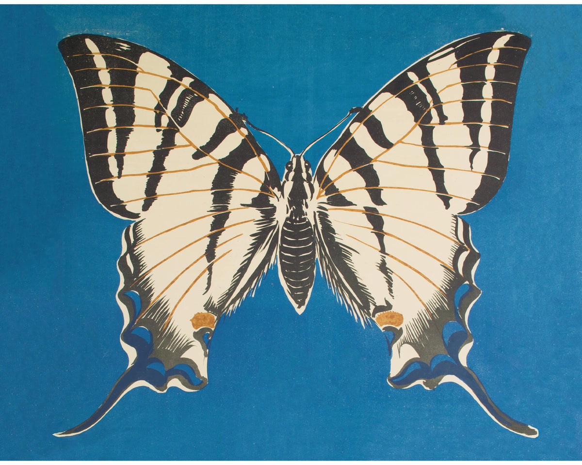 Butterfly on Blue | Debicki | 1903
