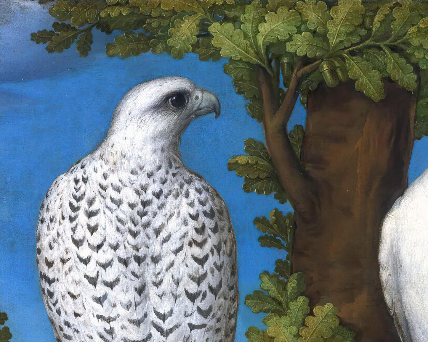 Gyrfalcon | 1550