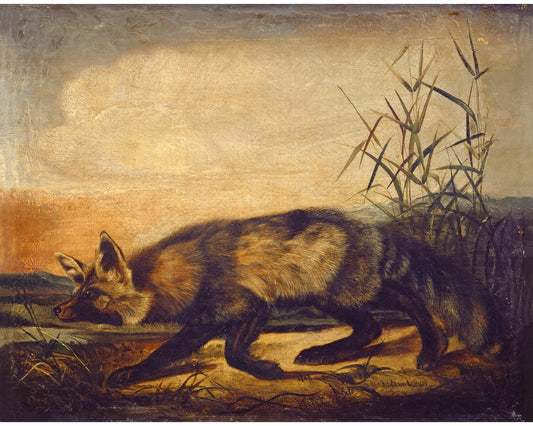 Long Tailed Red Fox | 19th Century
