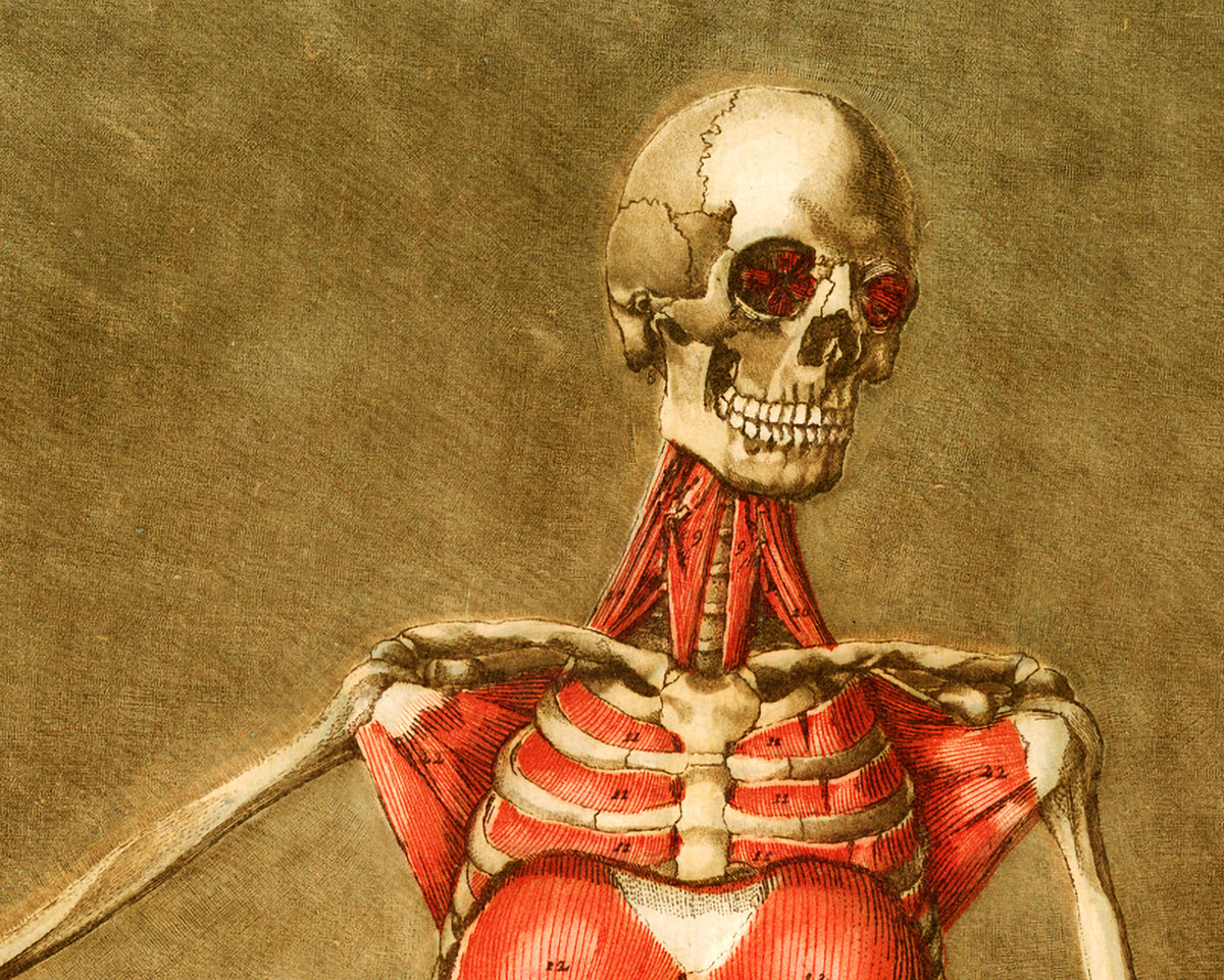 Skeleton and muscle | 18th Century