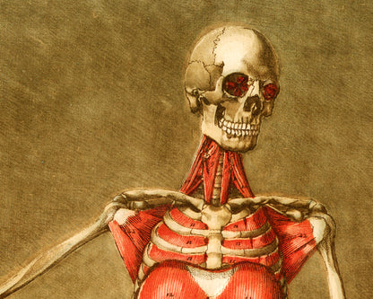 Skeleton and muscle | 18th Century