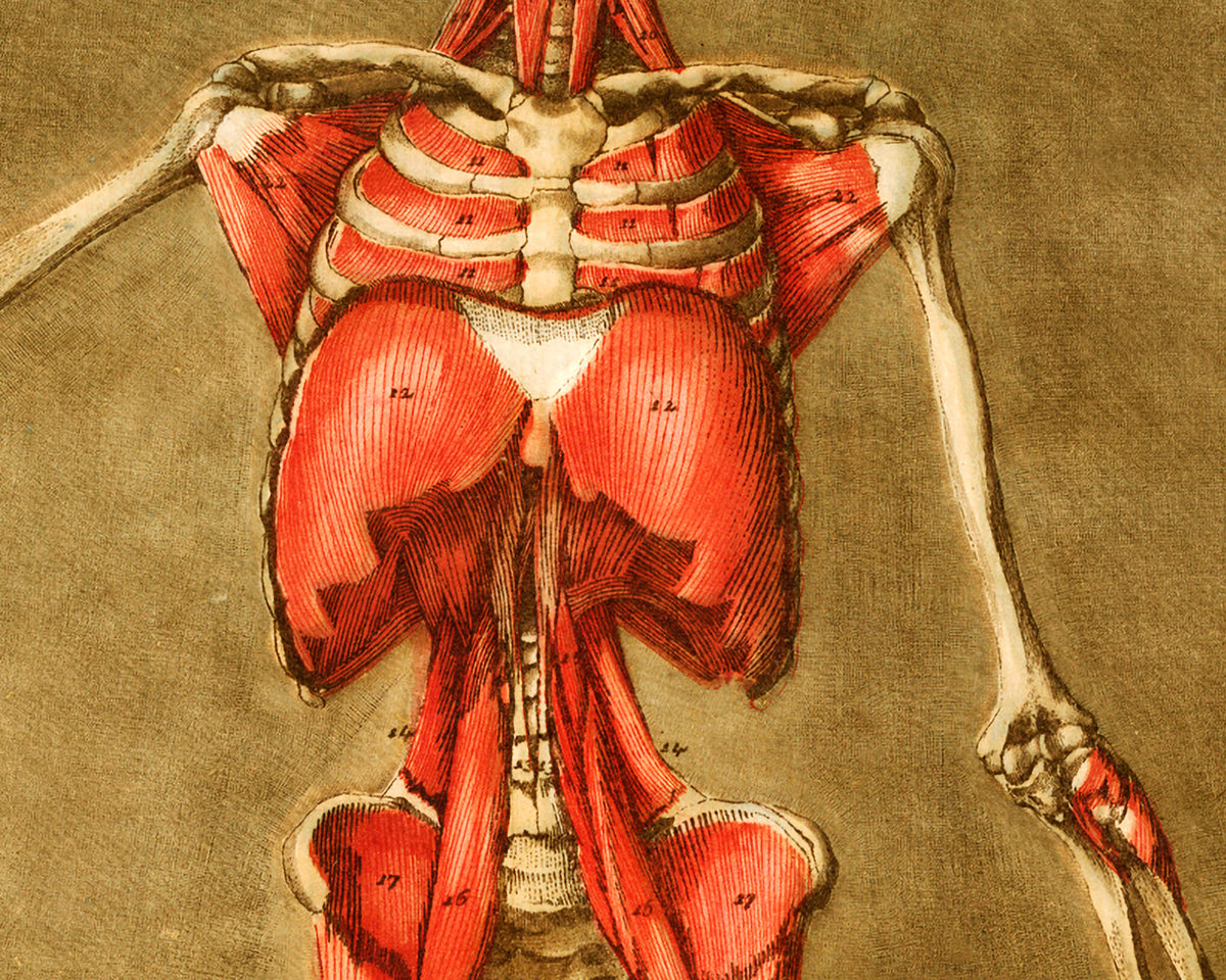 Skeleton and muscle | 18th Century