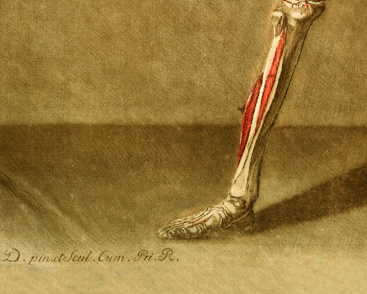 Skeleton and muscle | 18th Century