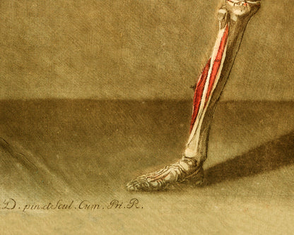 Skeleton and muscle | 18th Century